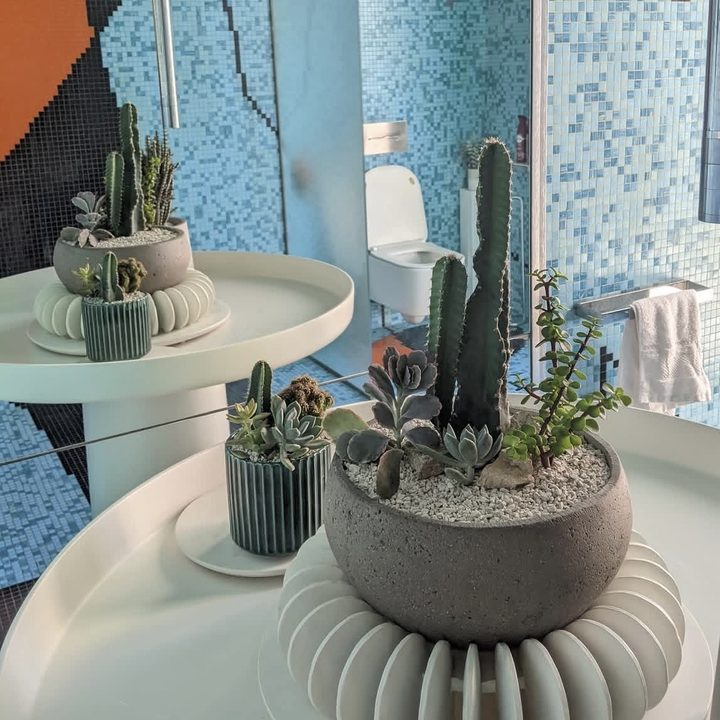 Proyecto botánico de cactus en interiores