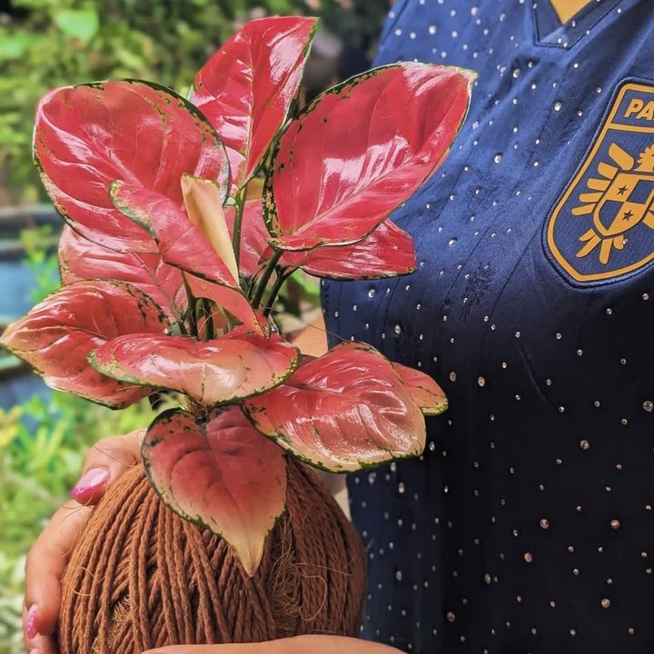 Kokedama de aglaonema roja